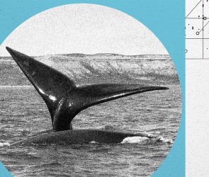 A North Atlantic Right Whale Baby Boom Is On—but the Species Remains at Risk