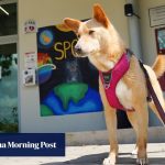 Singapore’s animal shelters struggle with costs, falling adoption