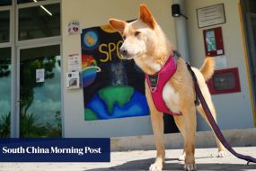 Singapore’s animal shelters struggle with costs, falling adoption