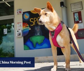 Singapore’s animal shelters struggle with costs, falling adoption