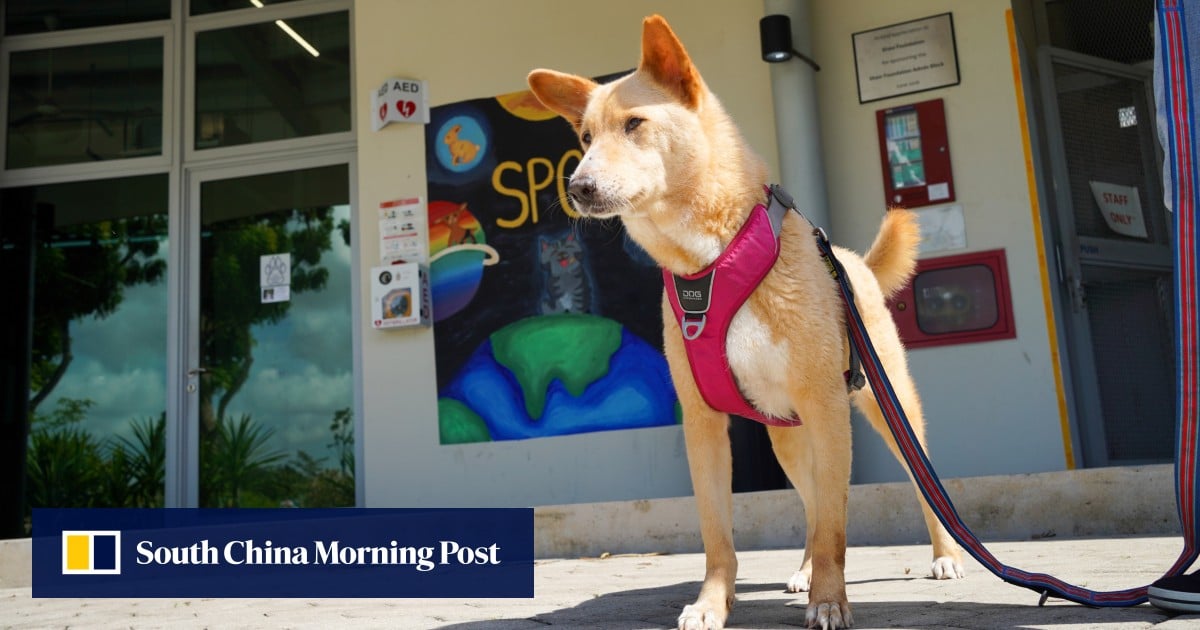 Singapore’s animal shelters struggle with costs, falling adoption
