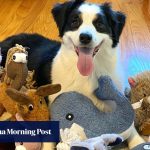 Rare genius dogs learn vocabulary by eavesdropping, study shows