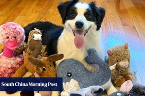 Rare genius dogs learn vocabulary by eavesdropping, study shows