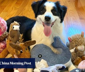 Rare genius dogs learn vocabulary by eavesdropping, study shows