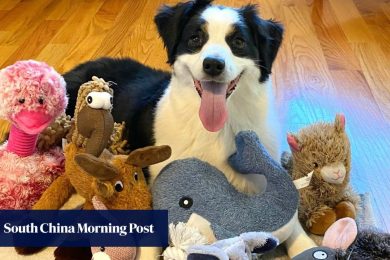 Rare genius dogs learn vocabulary by eavesdropping, study shows