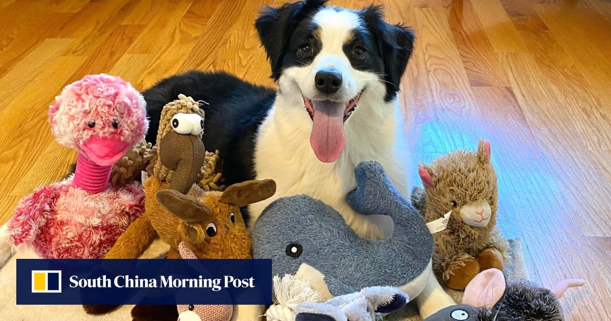 Rare genius dogs learn vocabulary by eavesdropping, study shows