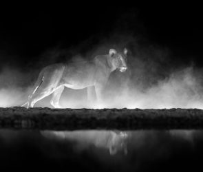 13 gorgeous black-and-white images of the animal kingdom