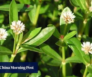 Japan struggles to weed out plant threatening agriculture, ecosystems