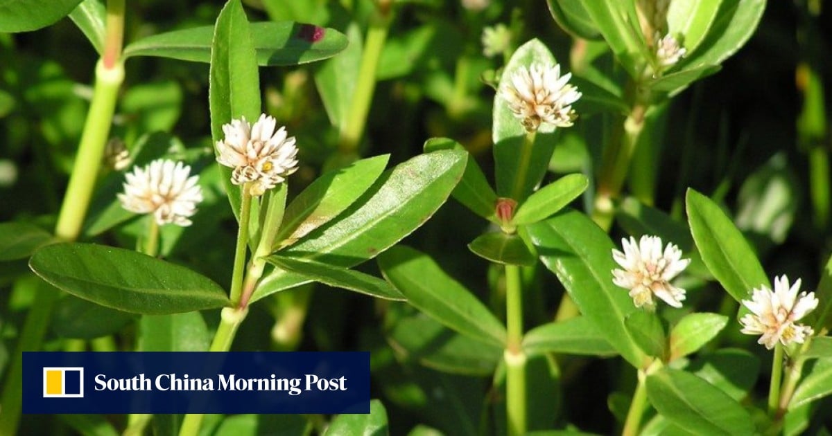 Japan struggles to weed out plant threatening agriculture, ecosystems