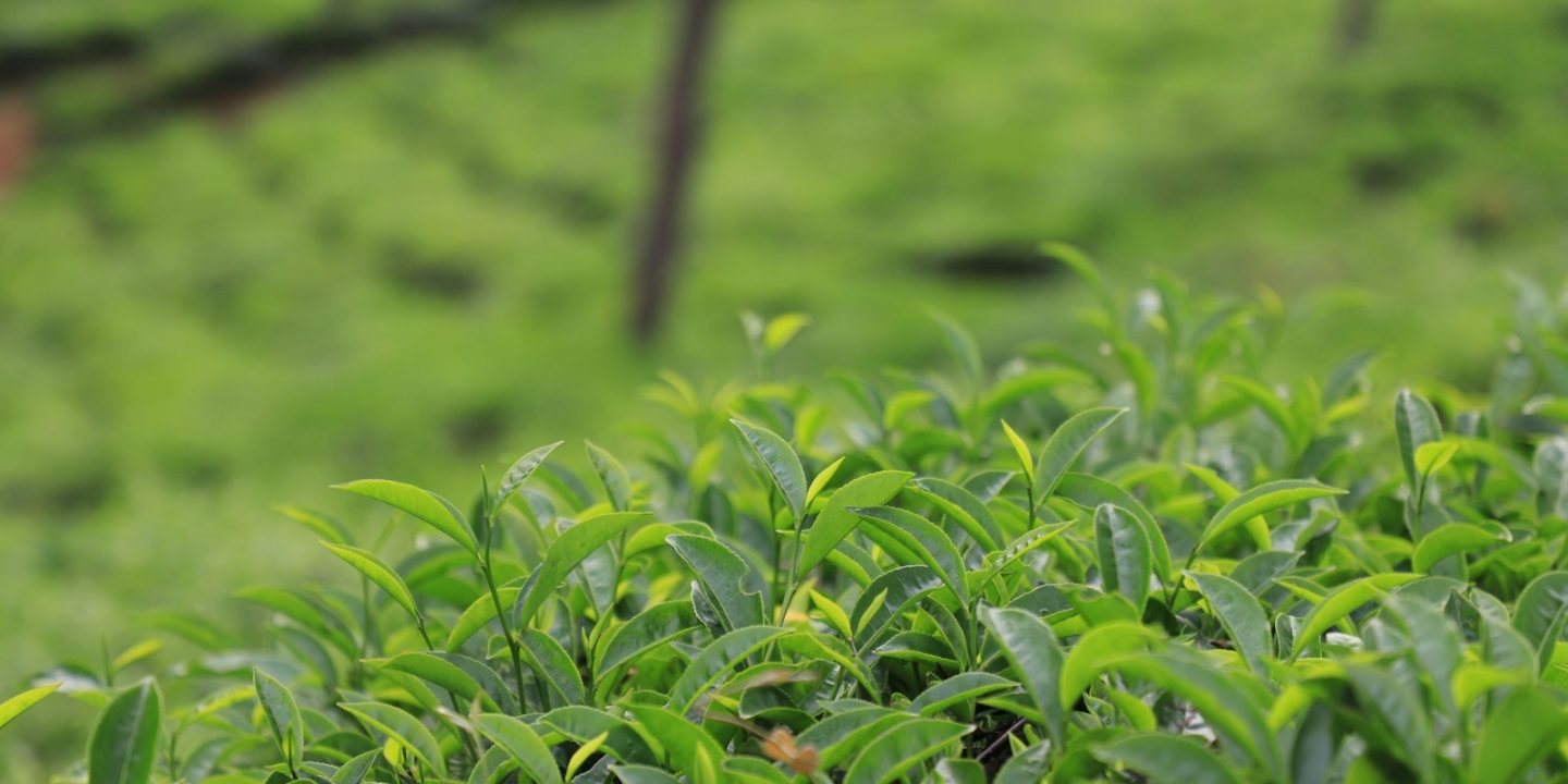 a field of green plants with a blurry background