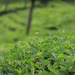 a field of green plants with a blurry background
