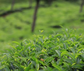 a field of green plants with a blurry background