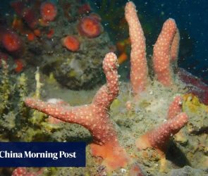 Hong Kong marine scientists discover 2 new coral species in city’s southeastern waters