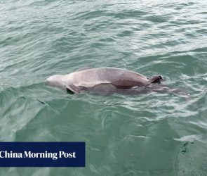 Porpoise with stillborn calf found in Hong Kong waters