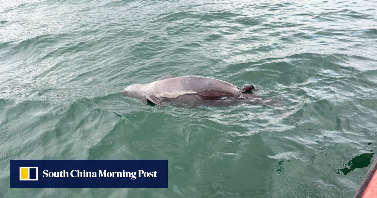 Porpoise with stillborn calf found in Hong Kong waters
