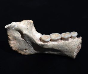 773,000 Year Old Mandible ThI GH 1 From Morroco