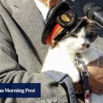 All aboard the cat train as Japan railway gets new feline stationmaster