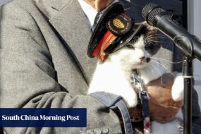 All aboard the cat train as Japan railway gets new feline stationmaster