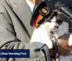 All aboard the cat train as Japan railway gets new feline stationmaster