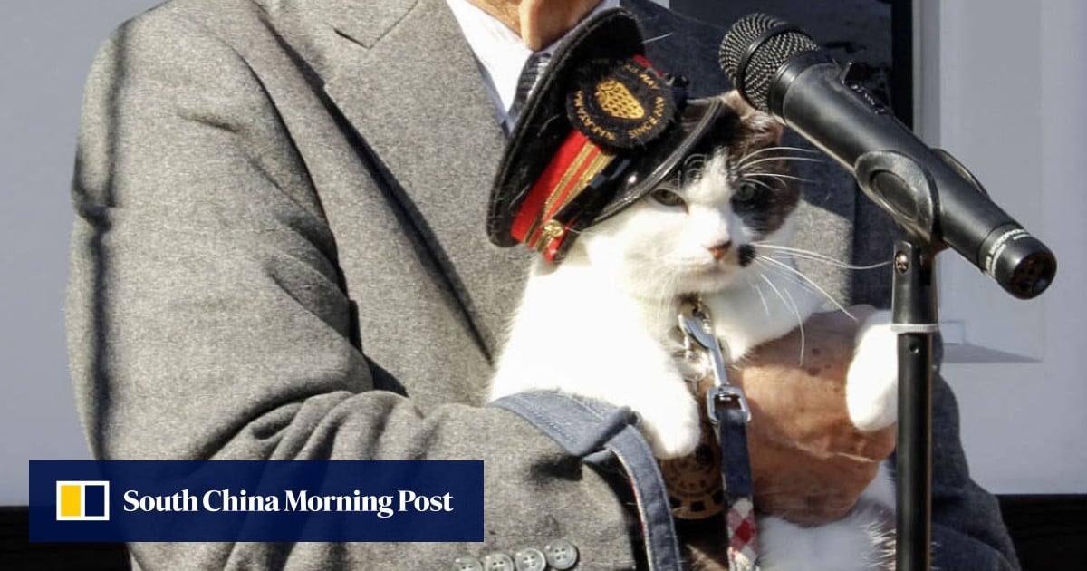 All aboard the cat train as Japan railway gets new feline stationmaster