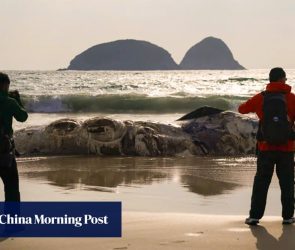 Discovery of badly decomposed whale carcass on Sai Kung beach triggers probe