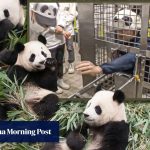 Japan zoo makes workers mimic pandas after returning all 4 to China, launches club for fans