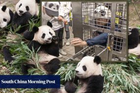 Japan zoo makes workers mimic pandas after returning all 4 to China, launches club for fans