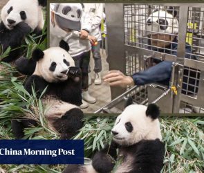 Japan zoo makes workers mimic pandas after returning all 4 to China, launches club for fans