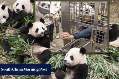 Japan zoo makes workers mimic pandas after returning all 4 to China, launches club for fans
