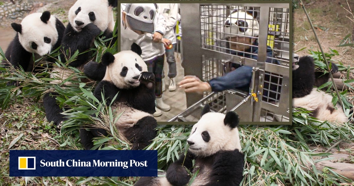 Japan zoo makes workers mimic pandas after returning all 4 to China, launches club for fans