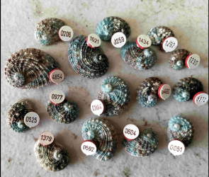 Mysterious, numbered mollusk discovered on Australian beach