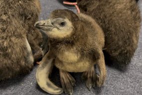 Aquarium welcomes third endangered penguin chick in less than a month