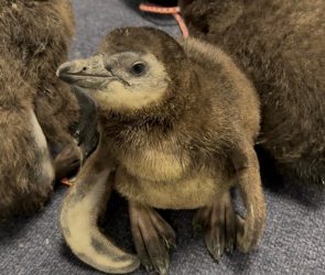 Aquarium welcomes third endangered penguin chick in less than a month