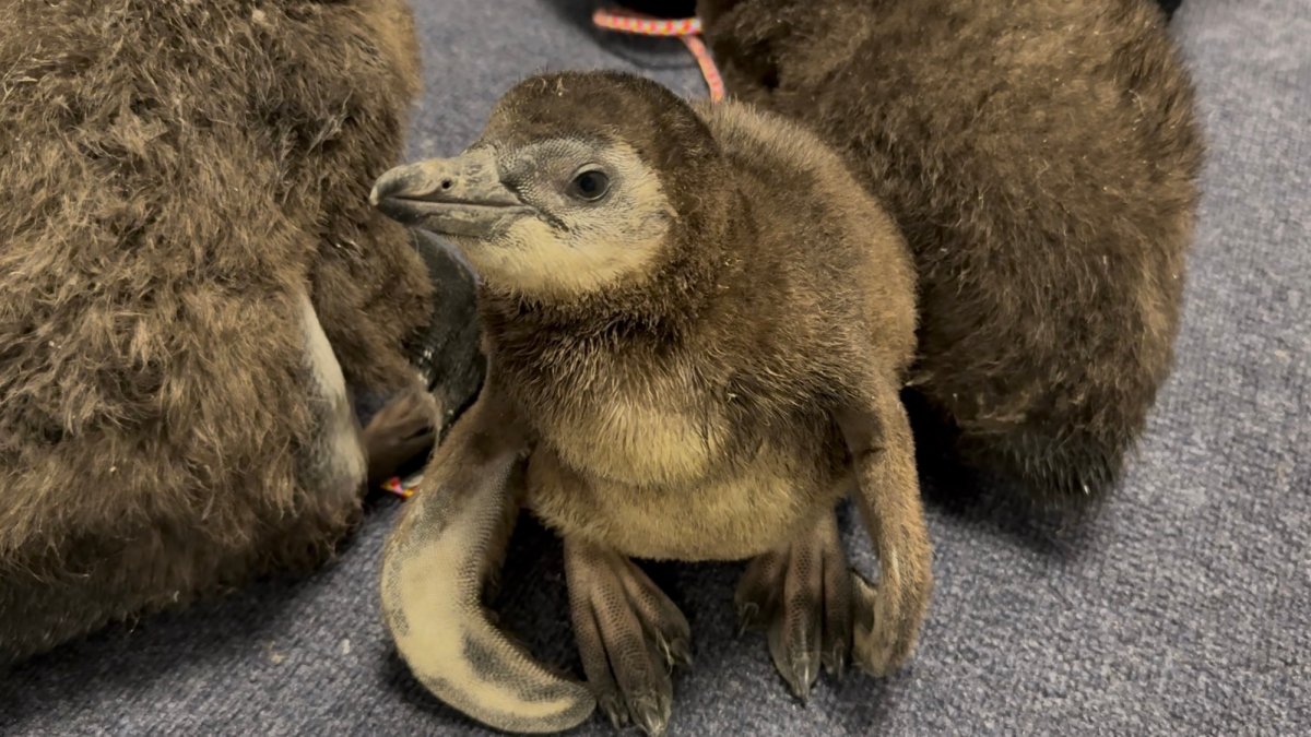 Aquarium welcomes third endangered penguin chick in less than a month