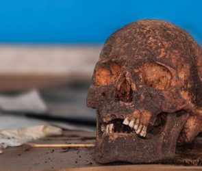 Ancient Human Skull Archaeology
