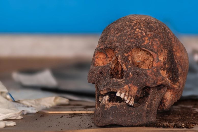 Ancient Human Skull Archaeology