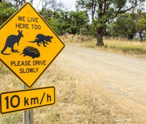 Roadkill is a surprising and untapped source for scientists