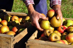 Test your apple farming skills with this free video game