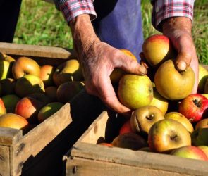 Test your apple farming skills with this free video game