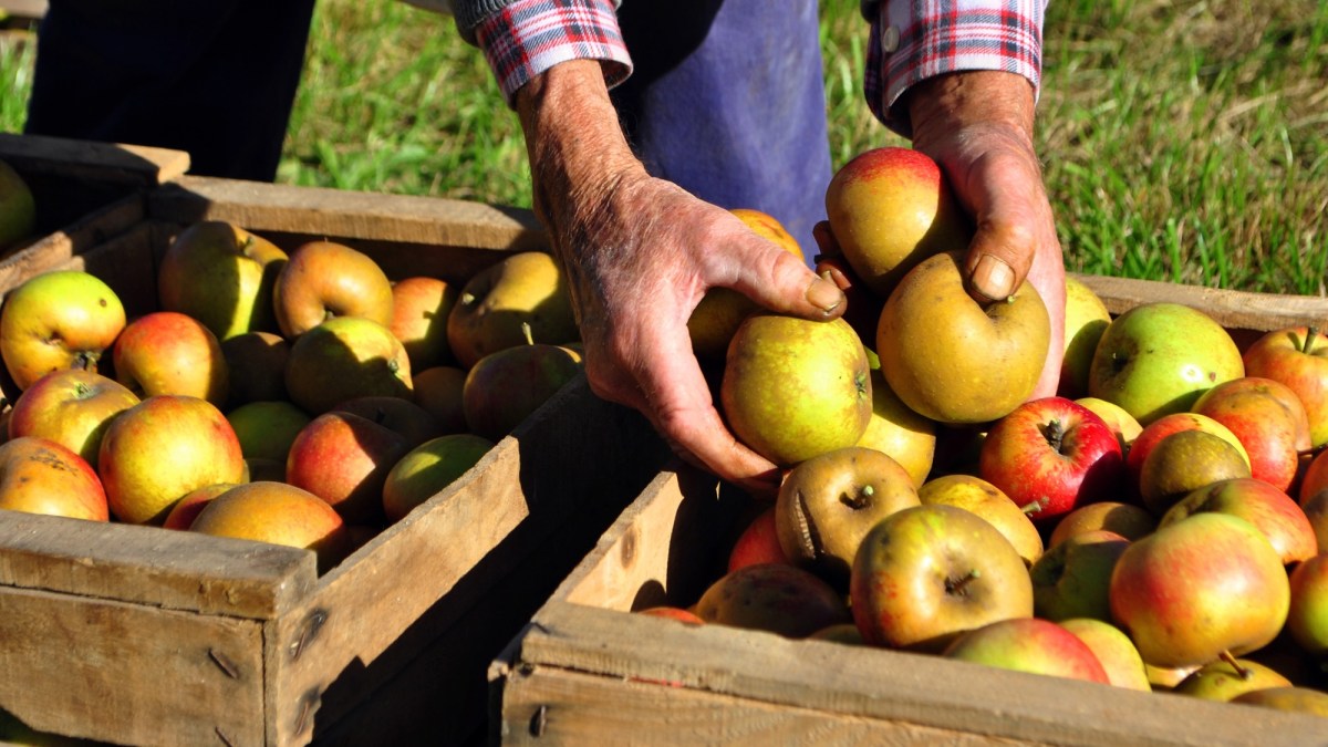 Test your apple farming skills with this free video game
