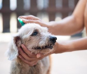 Applying Tick Flea Prevention Treatment Medicine Pet Dog