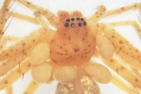 Araneothrombium brasiliensis