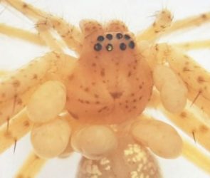 Araneothrombium brasiliensis