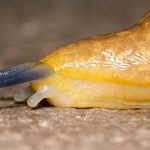 An ode to slugs, the mascots of post-holiday laziness