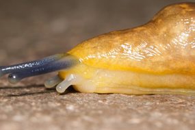 An ode to slugs, the mascots of post-holiday laziness