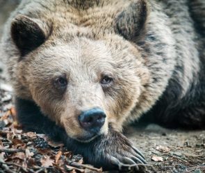 Big Brown Bear in Forest