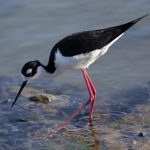 Black Necked Stilt Close Up