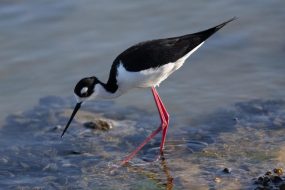 Black Necked Stilt Close Up