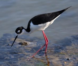 Black Necked Stilt Close Up