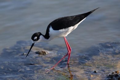 Black Necked Stilt Close Up